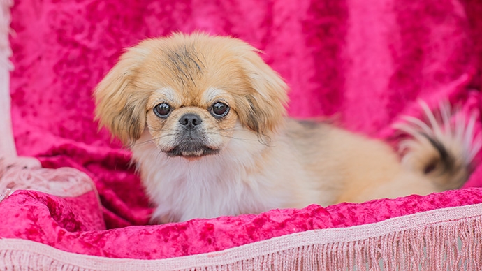 北京狗品種全攻略-性格-壽命-健康問題及飼養貼士一覽